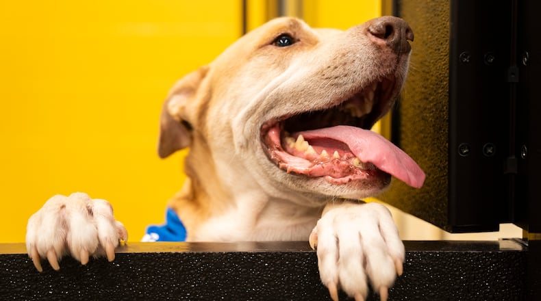 One of the dogs available for adoption peers out of a visitation window at the grand opening of the Fulton County Animal Shelter on Saturday, Dec. 2, 2023. (Olivia Bowdoin for the Atlanta Journal-Constitution).
