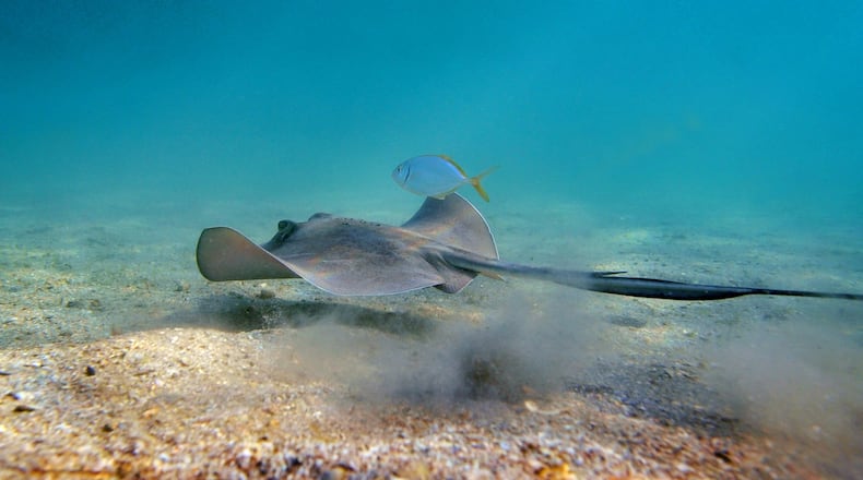 A southern stingray and yellow jack swim under the Blue Heron Bridge in Riviera Beach. (File photo)