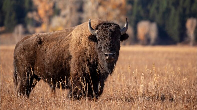Bison attacks woman trying to get picture