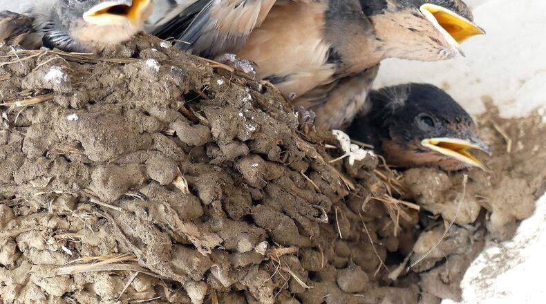 As one of their parents approaches with an insect or other food tidbit, these barn swallow nestlings start “begging” for the morsel from the parent. How songbird parents decide which nestling gets the food is a question that has intrigued scientists. CHARLES SEABROOK