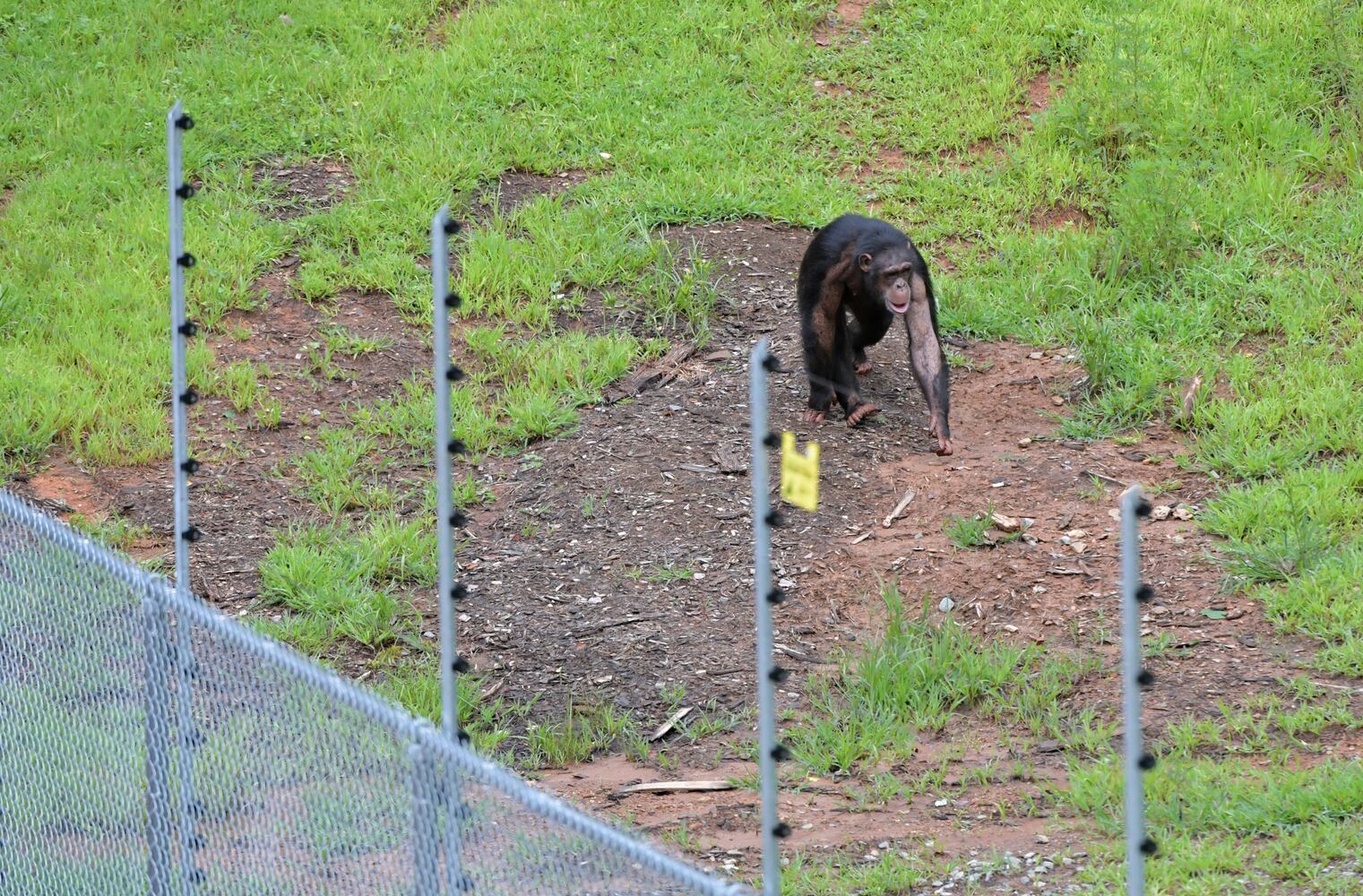 Project Chimps