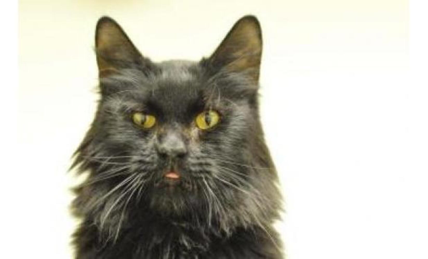 Black cats you can save on Friday the 13th