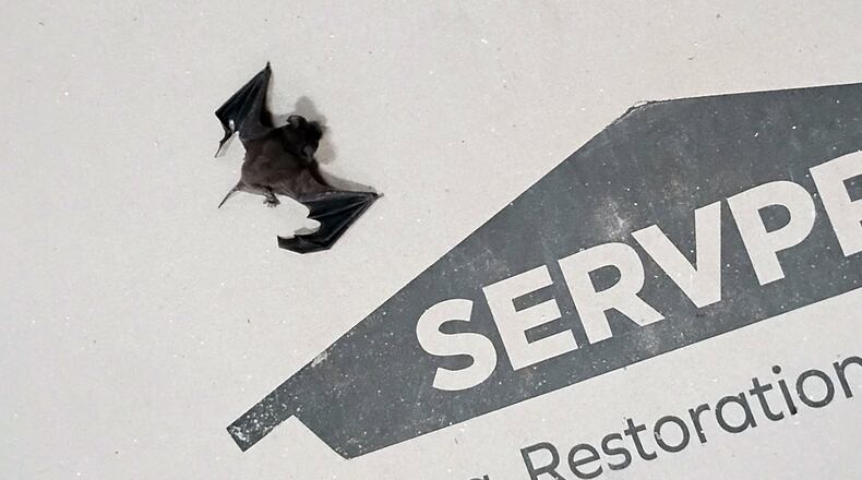More than 200 bats were removed from St. Marys Elementary in Camden County in January 2026. The school closed to students for several weeks while the bats were removed and the school was sanitized. (Courtesy of Camden County Schools)