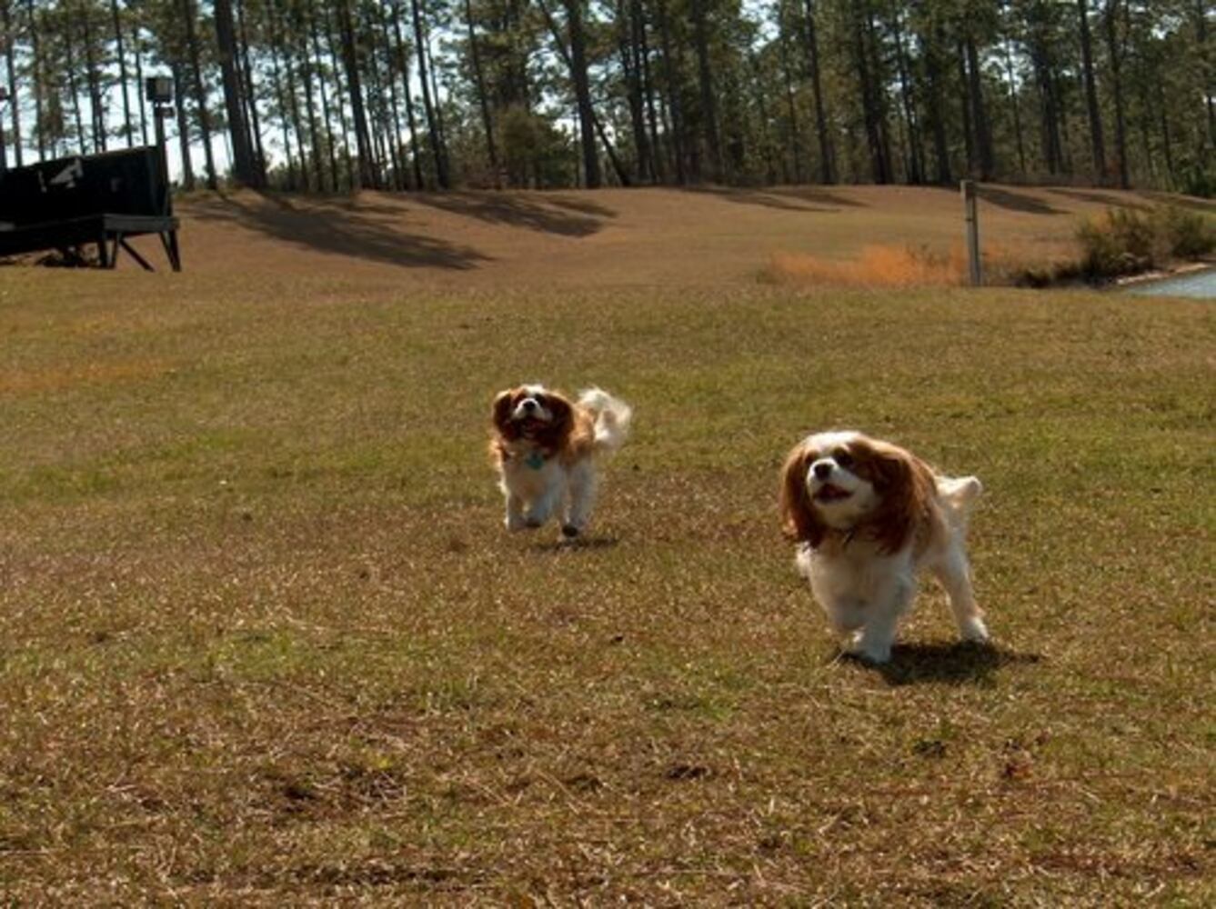 Atlanta's Top Dogs: 4. Cavalier King Charles Spaniels