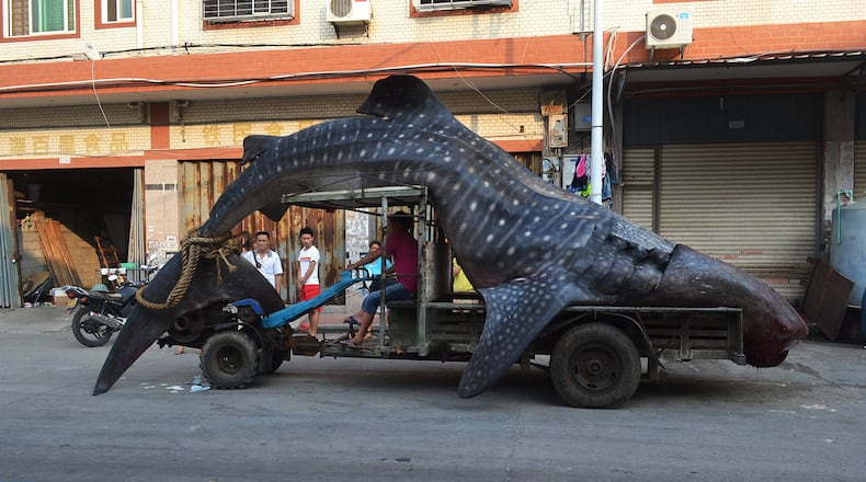 This picture taken on August 1, 2014 shows a dead whale shark being carried on a tractor in a seafood wholesale market in Xiangzhi township in Quanzhou, east China's Fujian province. Local fishermen caught the whale shark which they thought was a "sea monster" and reported to local police after returning from the sea, local media reported.
