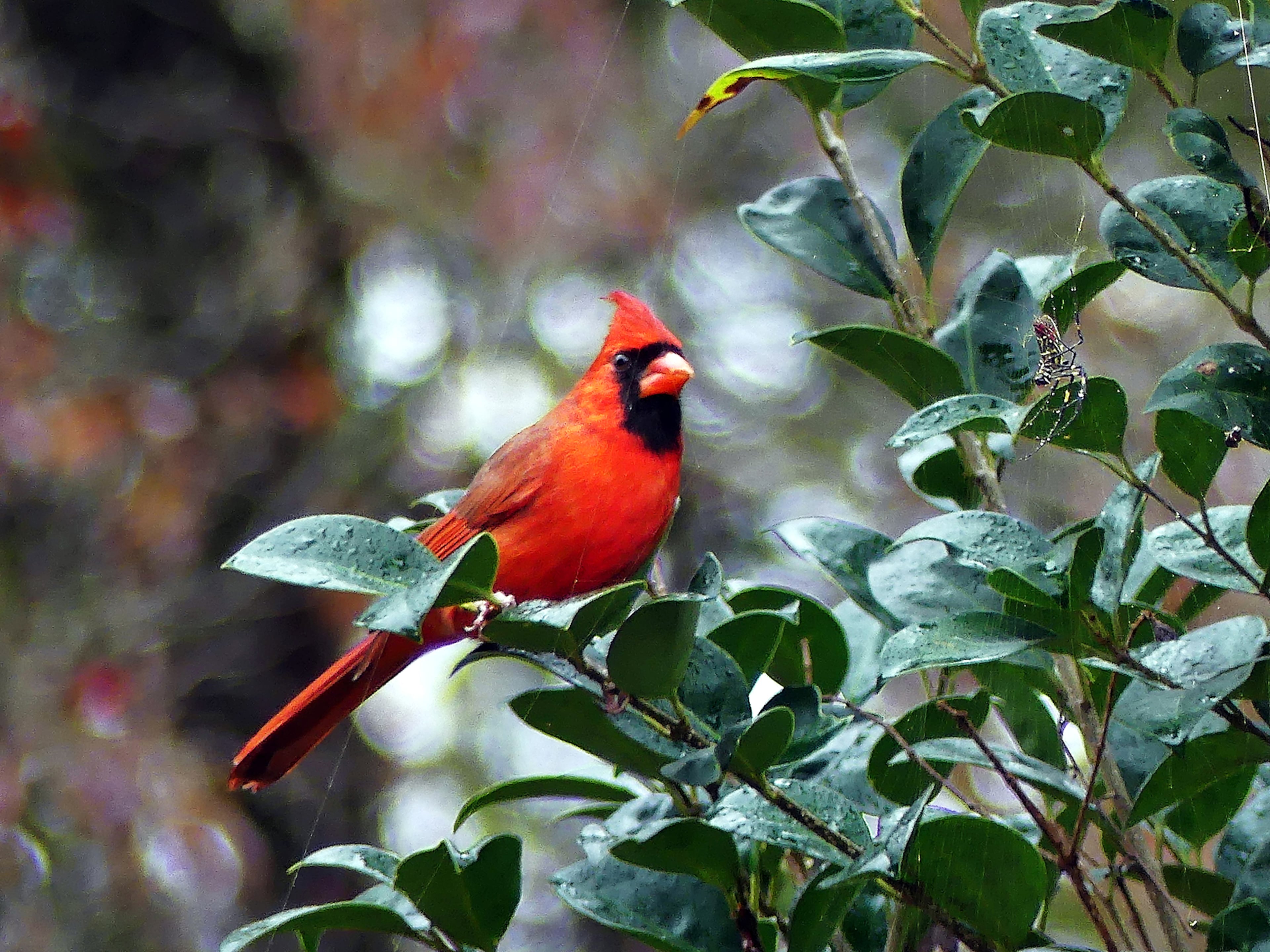 A male cardinal stares at a Joro spider in a yard in Decatur. The bird was observed stealing small insects and other morsels trapped in the spider's web. (Courtesy of Charles Seabrook)