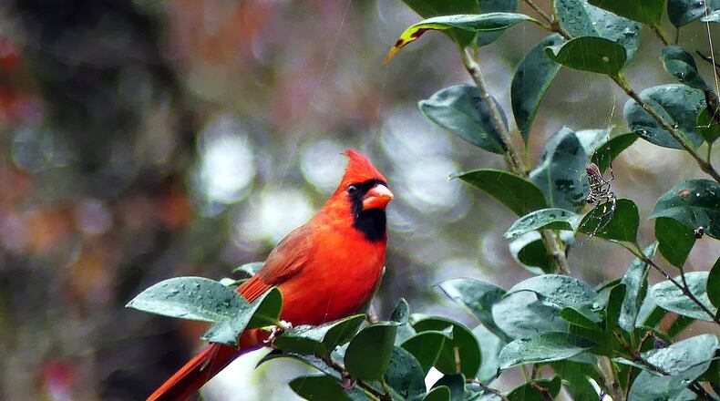 A male cardinal stares at an exotic, female Joro spider (right) in a yard in Decatur. The bird was observed stealing small insects and other morsels trapped in the spider's web.
(Courtesy of Charles Seabrook)