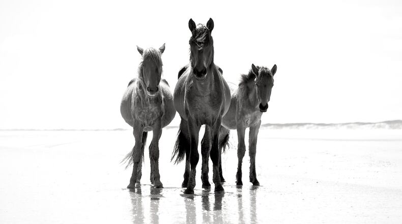 One of the first images photographer Anouk Krantz captured for her new book “Wild Horses of Cumberland Island.” CONTRIBUTED BY ANOUK KRANTZ