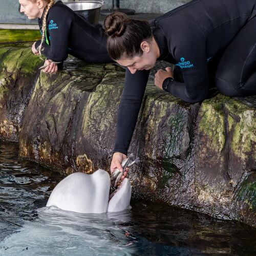 This photo provided by the Shedd Aquarium shows beluga whale Peekachu at the aquarium in Chicago, Monday, Aug. 17, 2026. (Shedd Aquarium via AP)