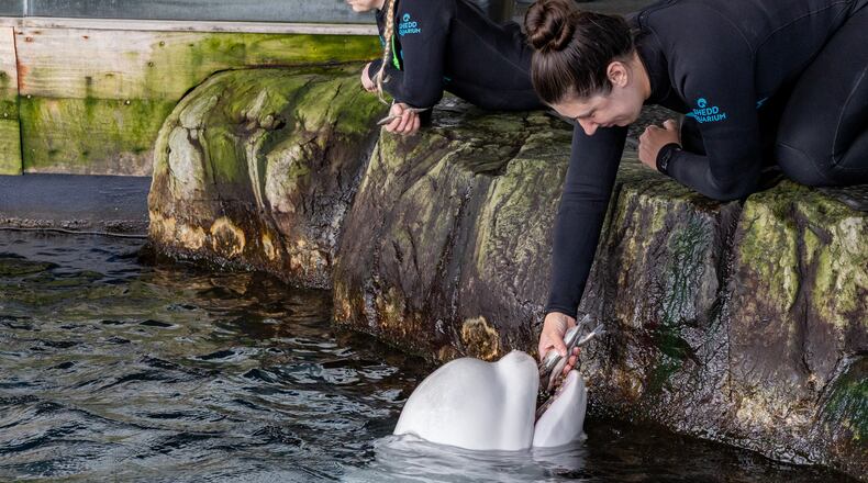 This photo provided by the Shedd Aquarium shows beluga whale Peekachu at the aquarium in Chicago, Monday, Aug. 17, 2026. (Shedd Aquarium via AP)