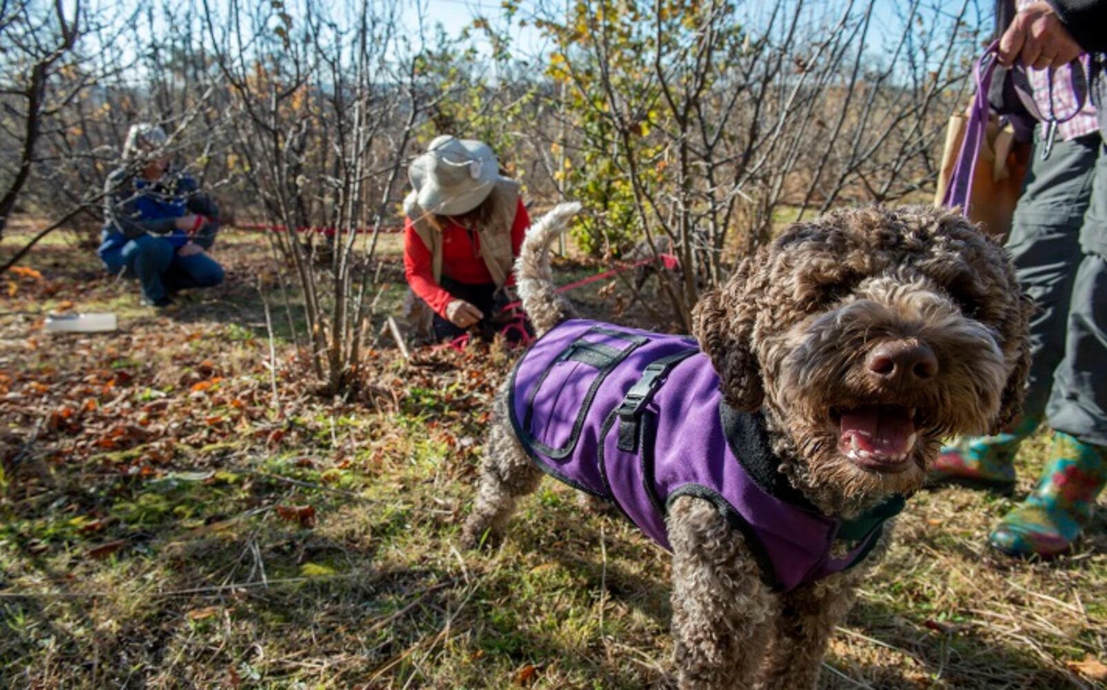 Gallery: Trained dog digs up buried treasure worth as much as $900 a pound