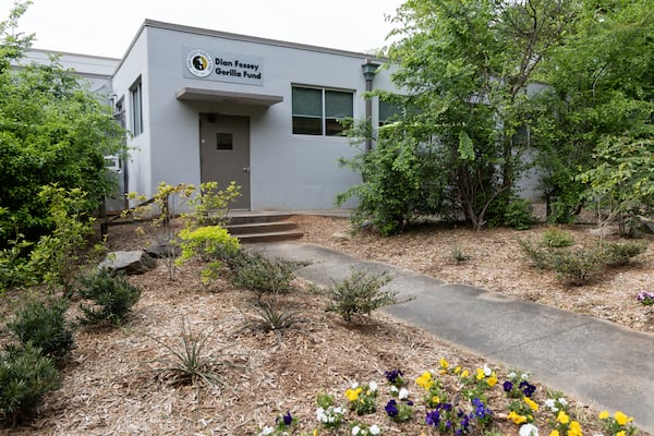 The Dian Fossey Gorilla Fund International Headquarters has called Atlanta home since 1995. (Courtesy of Zoo Atlanta)