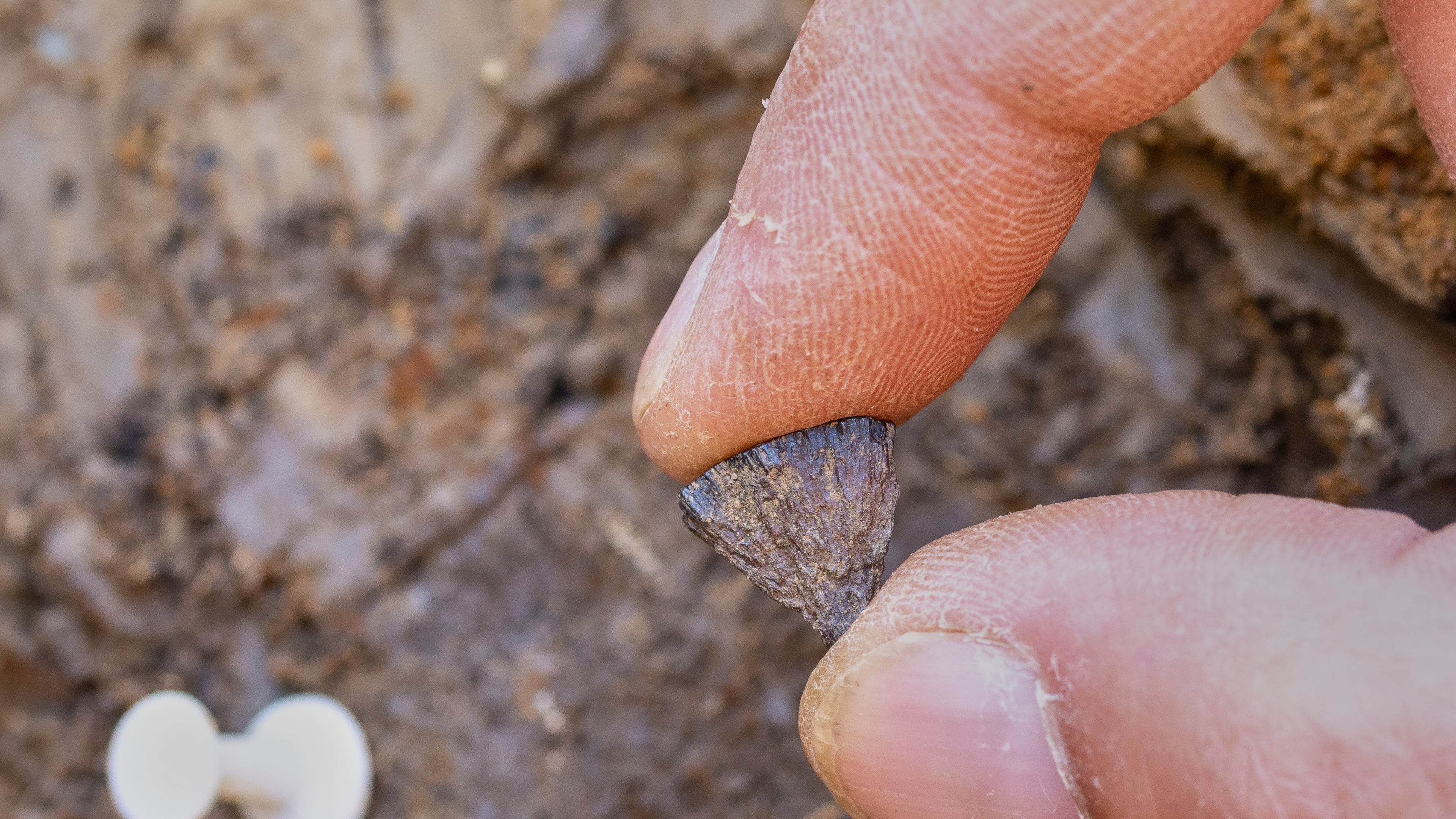 Discovery of the first fragment of iron pyrite in 2017, at Barnham, Suffof, England. (Jordan Mansfield/Pathways to Ancient Britain Project via AP)