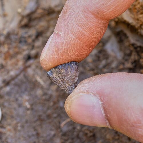 Discovery of the first fragment of iron pyrite in 2017, at Barnham, Suffof, England. (Jordan Mansfield/Pathways to Ancient Britain Project via AP)