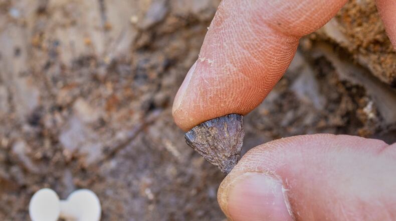 Discovery of the first fragment of iron pyrite in 2017, at Barnham, Suffof, England. (Jordan Mansfield/Pathways to Ancient Britain Project via AP)