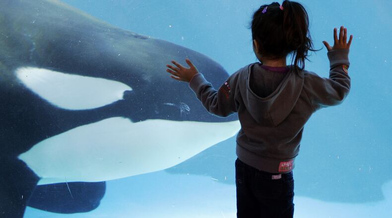 In this Nov. 30, 2006, file photo, a young girl watches through the glass as a killer whale passes by while swimming in a display tank at SeaWorld in San Diego. SeaWorld San Diego is ending its controversial and long-running killer whale show. The show that featured orcas cavorting with trainers and leaping high out of a pool ends, Sunday, Jan. 8, 2017. This summer, the park will unveil a new attraction in the pool. Orca Encounter is being billed as an educational experience that will show how killer whales eat, communicate and navigate. The park has 11 orcas. (AP Photo/Chris Park, File)