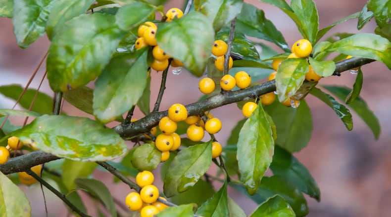 Though the leaves haven’t fallen this Finch’s Gold possumhaw holly is already showing out with golden berries.(Norman Winter/TNS)