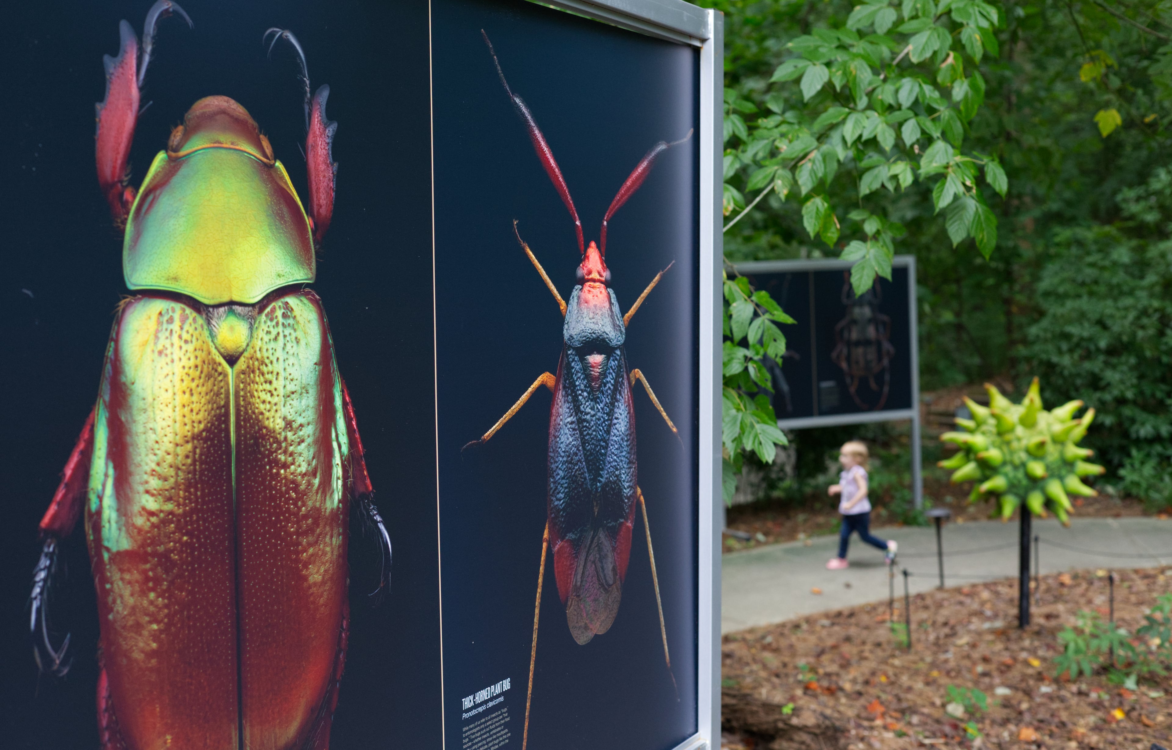 An advantage of Biss’ photographs being displayed outdoors is that Fernbank's WildWoods trail rolls through woodland that is home to living examples of the project’s subject matter. (Dustin Timbrook)