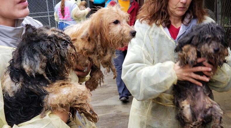 These are some of the 715 dogs recovered from a breeding operation in Berrien County in early March 2019. The dogs, matted, and covered with feces, had been packed into wire cages for most of their lives. CONTRIBUTED: ATLANTA HUMANE SOCIETY