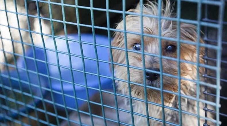 Cherokee County has scheduled a public hearing for Aug. 6 on a proposed ordinance that would prohibit pet shop sales of dogs and cats. AJC FILE