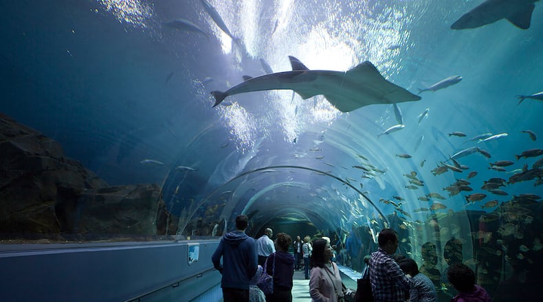(GERMANY OUT) underwater tunnel in the Georgia Aquarium in Atlanta Georgia USA (Photo by Braunger/ullstein bild via Getty Images)