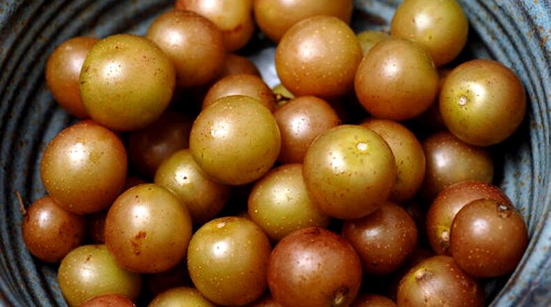 Muscadines are among the fruit plants offered for sale to raise funds for an outdoor teaching garden and orchard at Cherokee Veterans Park in Canton. AJC FILE