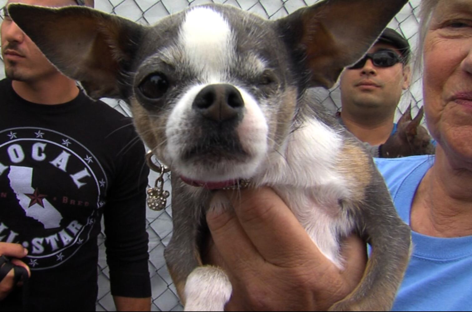 2012 Ugliest Dog Winner 'Mugly' and others