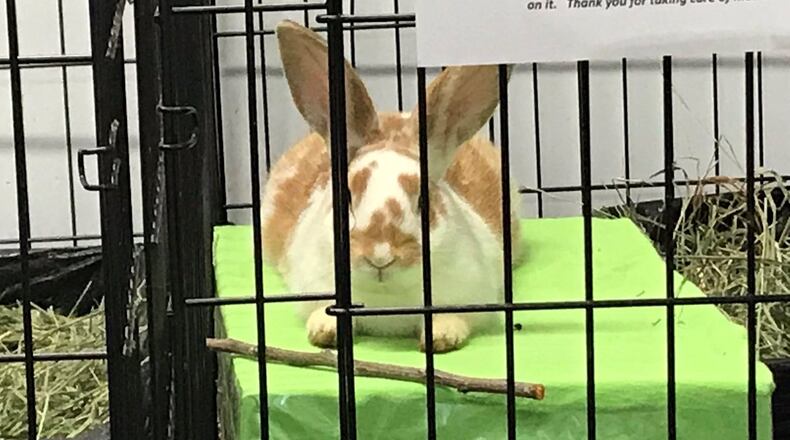 Over the past two weeks, about 50 abandoned rabbits were found in a single Duluth neighborhood.