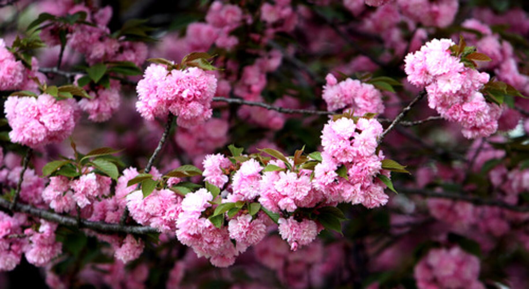 Quick course: What's blooming in metro Atlanta