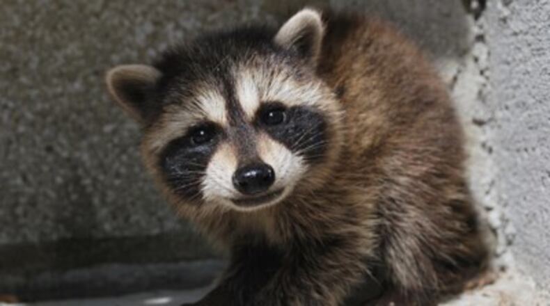 Rabies-infected wild animals, displaced by recent wildfires, could end up in residential areas, the Cherokee County Emergency Management Agency says. AJC FILE