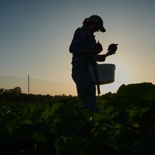 Annie Woods harvests eightball, a type of zucchini, as the sun sets Wednesday, July 1, 2026, at her farm in Brooksville, Ky. (AP Photo/Joshua A. Bickel)