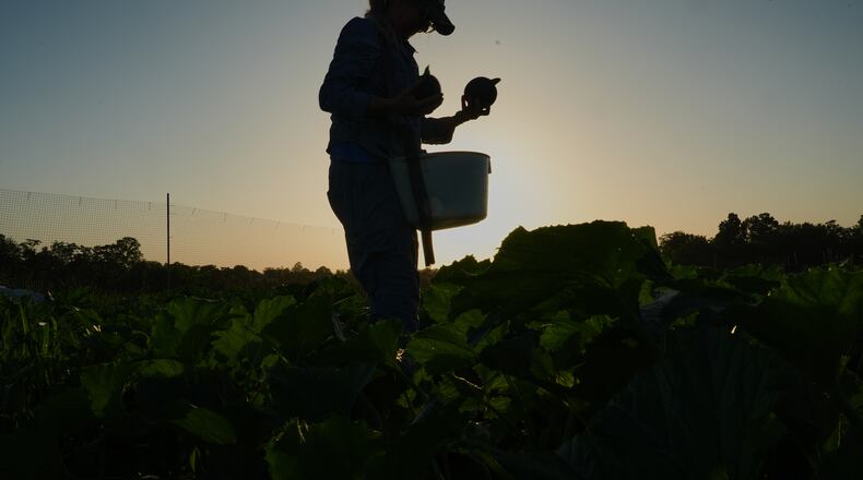Annie Woods harvests eightball, a type of zucchini, as the sun sets Wednesday, July 1, 2026, at her farm in Brooksville, Ky. (AP Photo/Joshua A. Bickel)