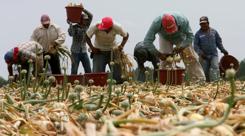 Migrant workers harvest Vidalia onions from a field in Toombs County in this 2007 photo. Federal officials uncovered an unlawful human trafficking and smuggling operation in South Georgia recently in which migrant workers were forced to work in inhuman conditions.
