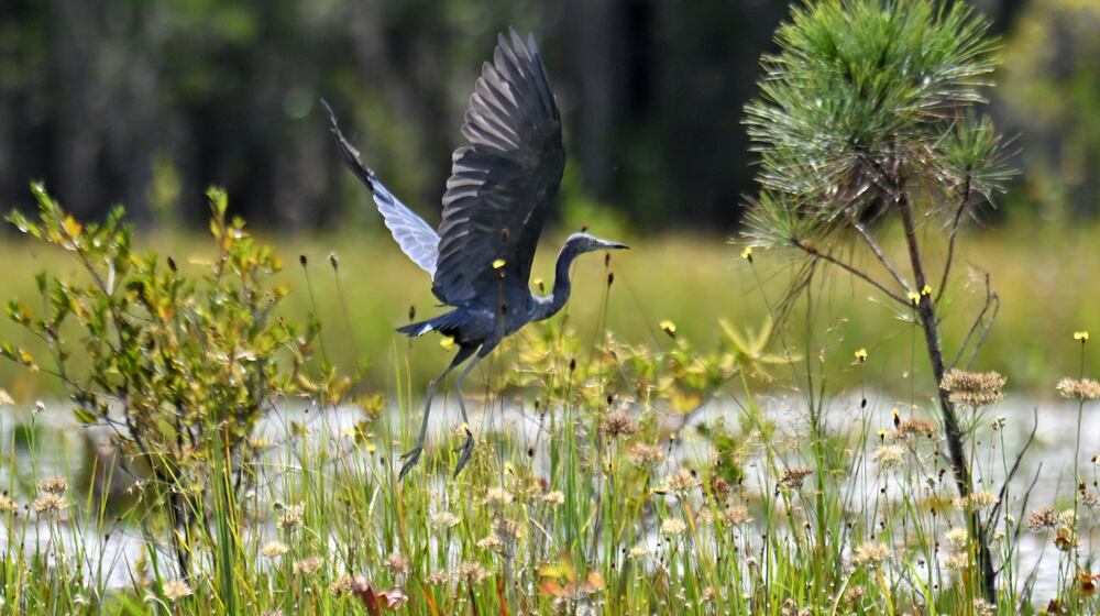 Blue heron are just one of the hundreds of kinds of animals and plants that call the Okefenokee Swamp home. (Hyosub Shin/AJC)