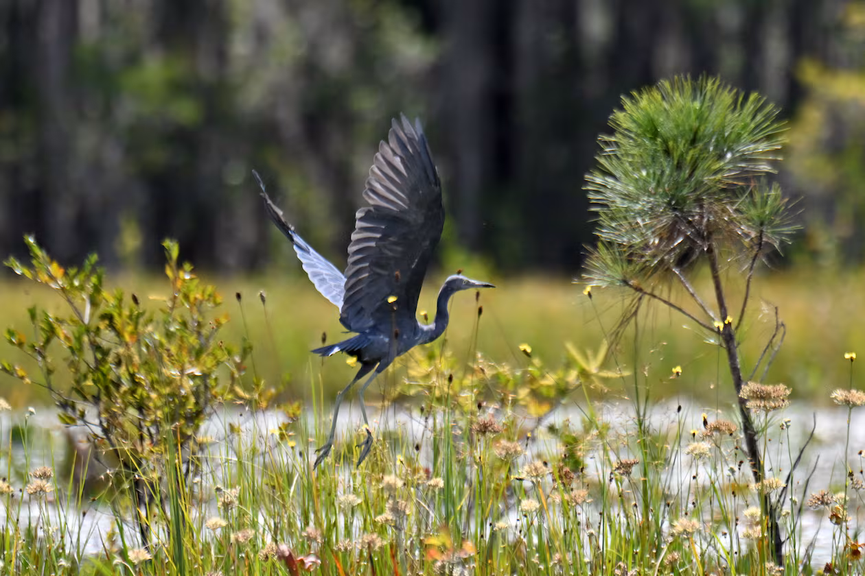 A little blue heron takes flight over the Okefenokee Swamp in Folkston on Tuesday, Aug. 12, 2025. Earlier that summer, land next to the Okefenokee Swamp that was slated for a titanium mine was purchased by The Conservation Fund, spelling an end to a project some had feared could irreparably damage the fragile ecosystem. But while that proposal is off the table, the specter of mining near the refuge remains. (Hyosub Shin/AJC)