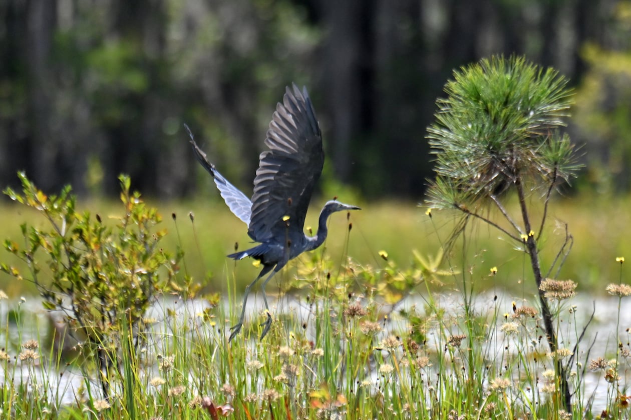 Blue heron are just one of the hundreds of kinds of animals and plants that call the Okefenokee Swamp home. (Hyosub Shin/AJC)