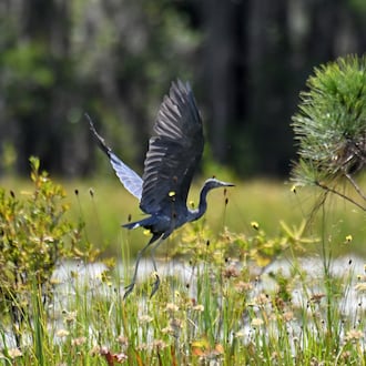A little blue heron takes flight over the Okefenokee Swamp in Folkston on Tuesday, Aug. 12, 2025. Earlier that summer, land next to the Okefenokee Swamp that was slated for a titanium mine was purchased by The Conservation Fund, spelling an end to a project some had feared could irreparably damage the fragile ecosystem. But while that proposal is off the table, the specter of mining near the refuge remains. (Hyosub Shin/AJC)
