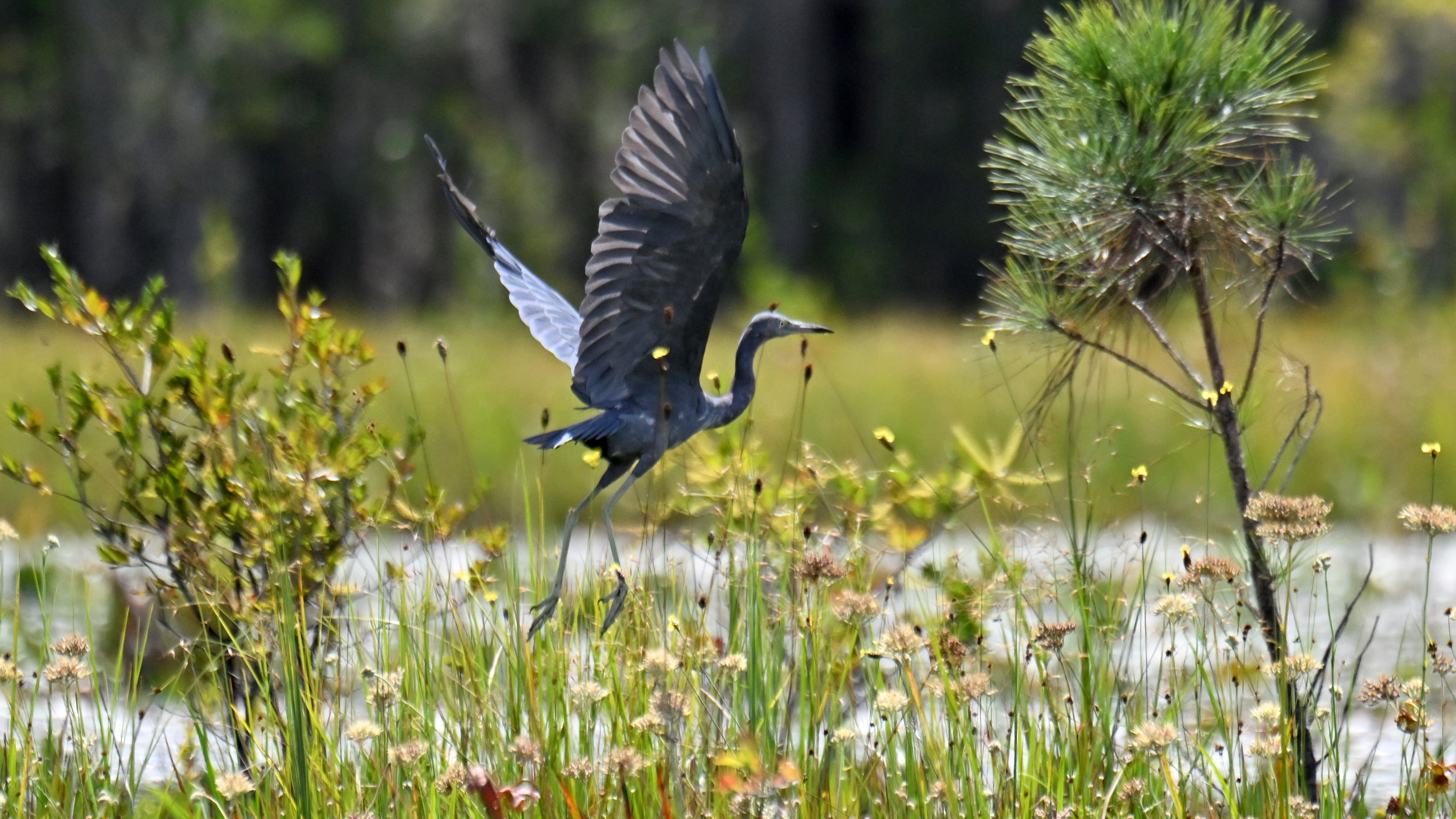 Blue heron are just one of the hundreds of kinds of animals and plants that call the Okefenokee Swamp home. (Hyosub Shin/AJC)