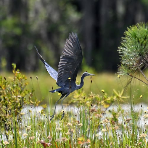 A little blue heron takes flight over the Okefenokee Swamp in Folkston on Tuesday, Aug. 12, 2025. Earlier that summer, land next to the Okefenokee Swamp that was slated for a titanium mine was purchased by The Conservation Fund, spelling an end to a project some had feared could irreparably damage the fragile ecosystem. But while that proposal is off the table, the specter of mining near the refuge remains. (Hyosub Shin/AJC)