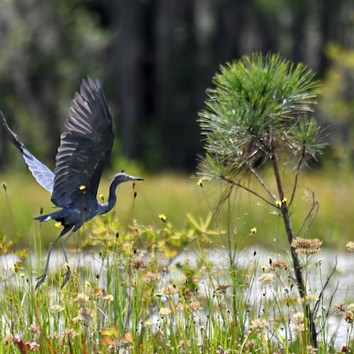 Blue heron are just one of the hundreds of kinds of animals and plants that call the Okefenokee Swamp home. (Hyosub Shin/AJC)