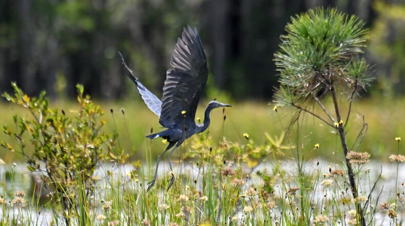 A little blue heron takes flight over the Okefenokee Swamp in Folkston on Tuesday, Aug. 12, 2025. Earlier that summer, land next to the Okefenokee Swamp that was slated for a titanium mine was purchased by The Conservation Fund, spelling an end to a project some had feared could irreparably damage the fragile ecosystem. But while that proposal is off the table, the specter of mining near the refuge remains. (Hyosub Shin/AJC)