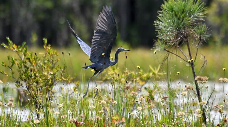 Little Blue Heron is seen at Okefenokee Swamp, Tuesday, Aug. 12, 2025, in Folkston. Earlier this summer, land next to the Okefenokee Swamp that was slated for a titanium mine was purchased by The Conservation Fund, spelling an end to a project some had feared could irreparably damage the fragile ecosystem. But while that proposal is off the table, the specter of mining near the refuge remains. (Hyosub Shin/AJC)
