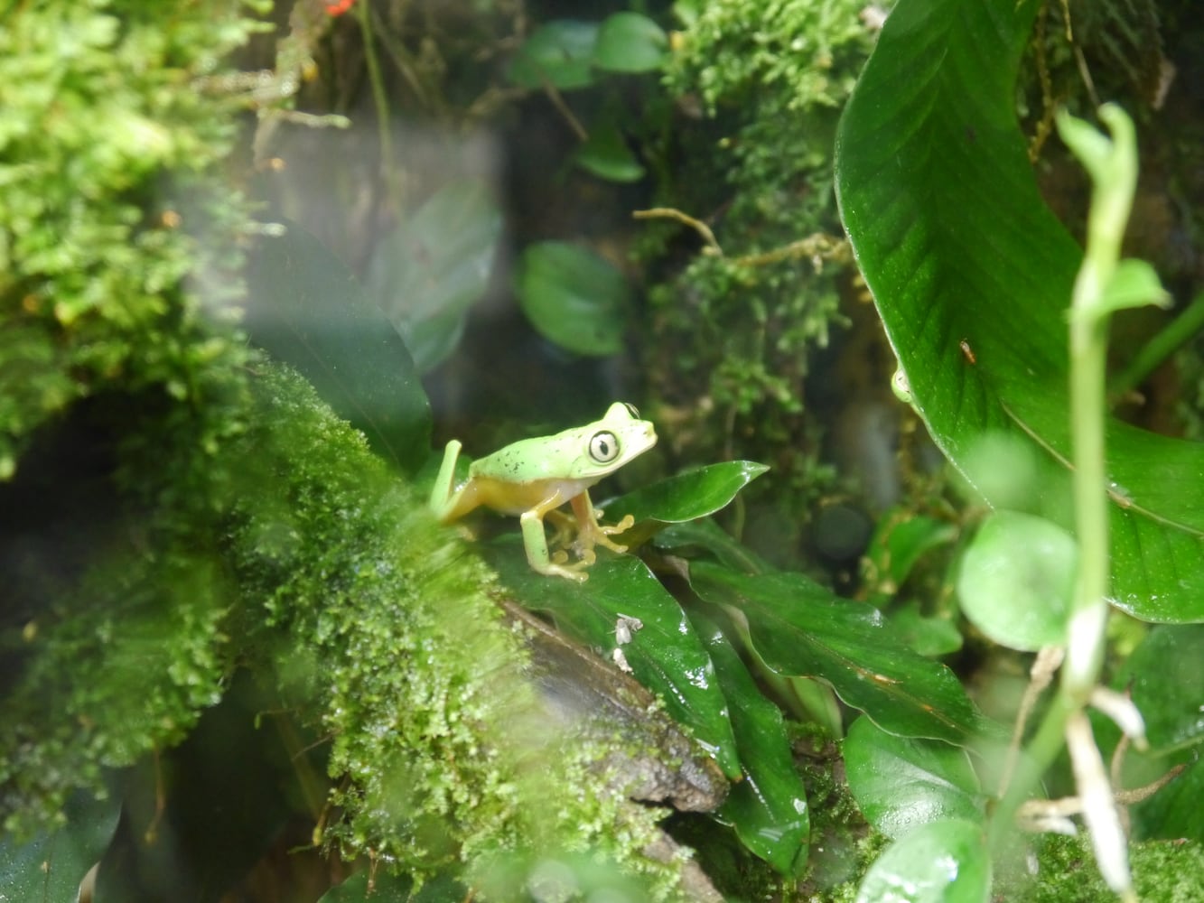 The frogs at Atlanta Botanical Garden