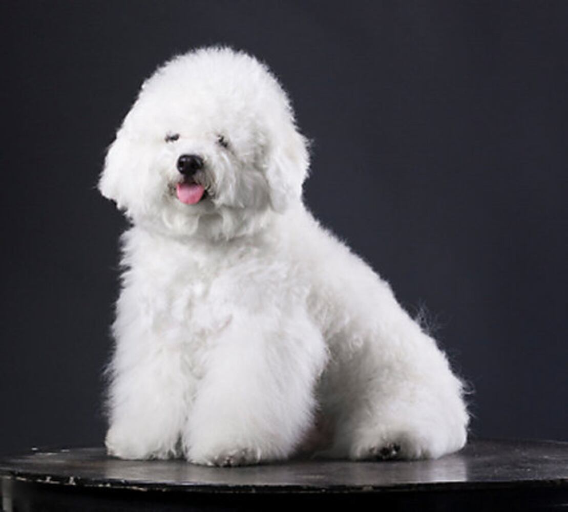 Popular hypoallergenic dogs