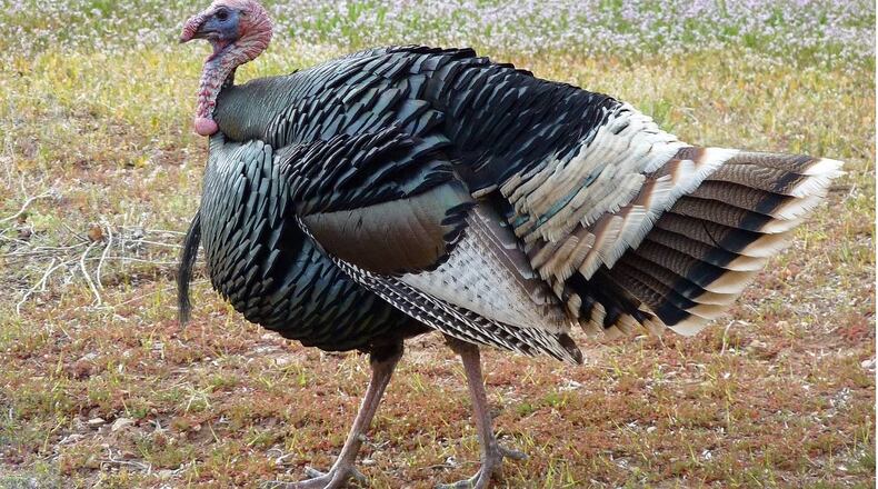 A turkey and a man riding a motorcycle were killed when the bird flew into the motorcyclist's chest.
