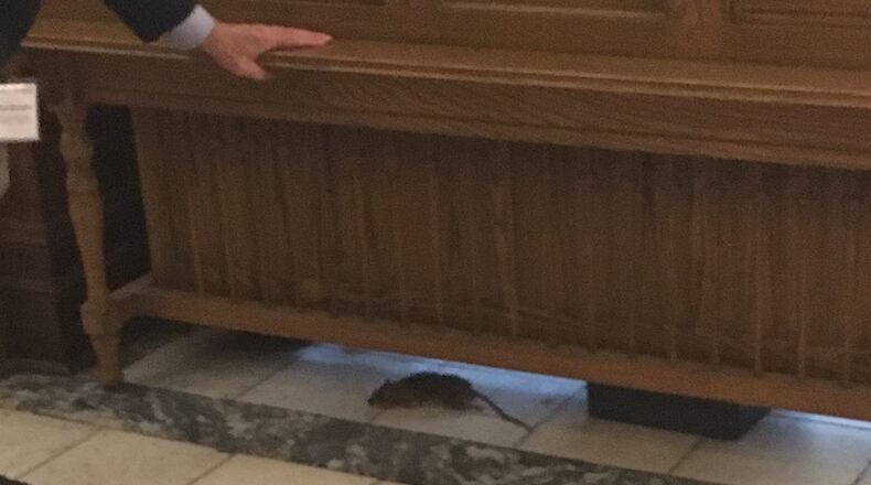 A rat was spotted near the Georgia Senate chamber, pictured here shortly before its demise. AJC/Greg Bluestein