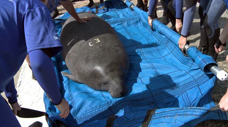 Blanche was released off the Florida coast. (Screengrab from video submitted by SeaWorld)