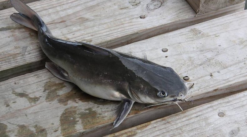 A Tennessee girl hooked a 58-pound catfish Monday afternoon in a lake north of Nashville.