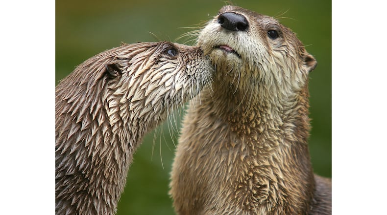 The North American river otter, an aquatic animal, is found throughout Georgia in clean rivers, creeks, ponds, lakes and wetlands where there is adequate food. (Courtesy of Dmitry Azovtsev/Creative Commons)