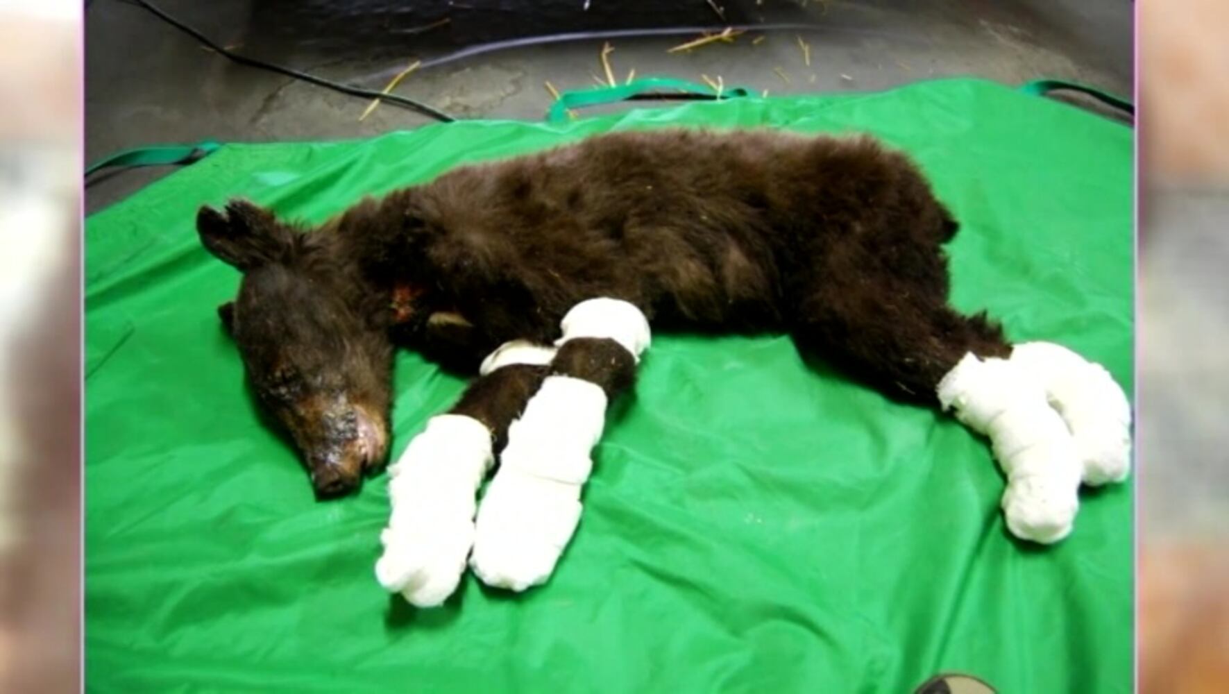 Cinder the bear
